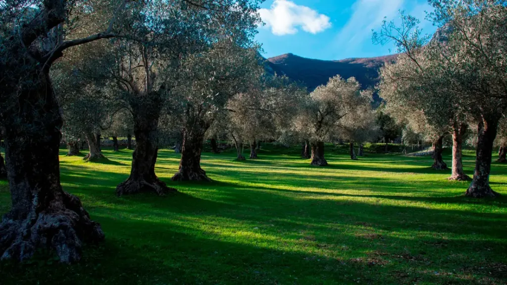 Escursione a venafro al parco dell'olivo