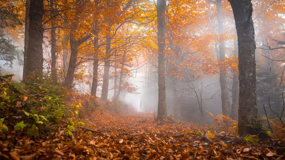 Escursione nel Parco Nazionale delle Foreste Casentinesi organizzata dal CAI Campobasso