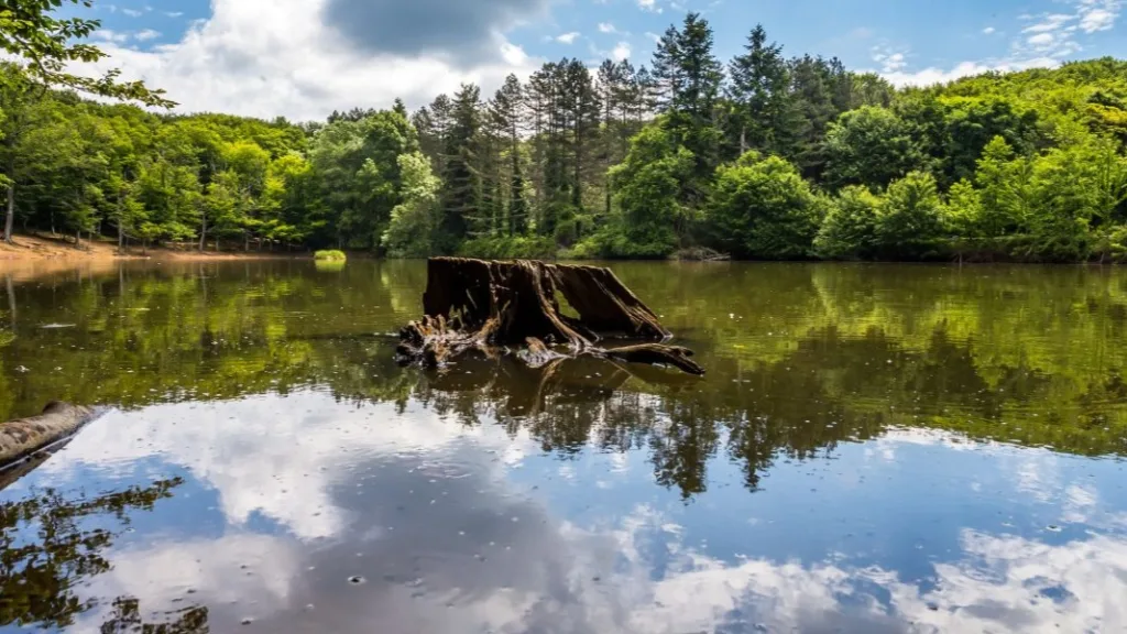 Lago della foresta umbra