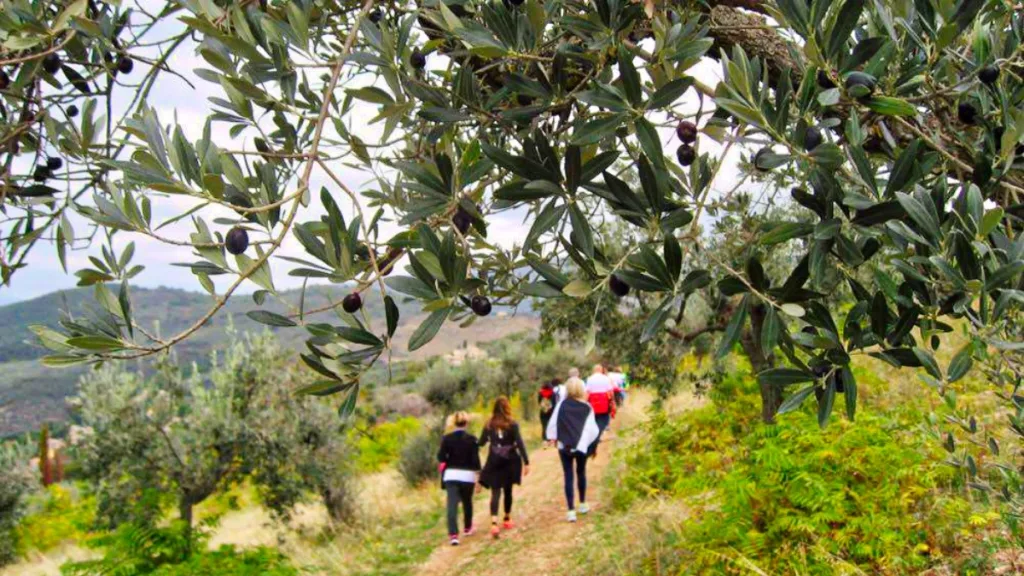Camminata tra ulivi carichi di olive mature su sentiero sterrato, con colline sullo sfondo.