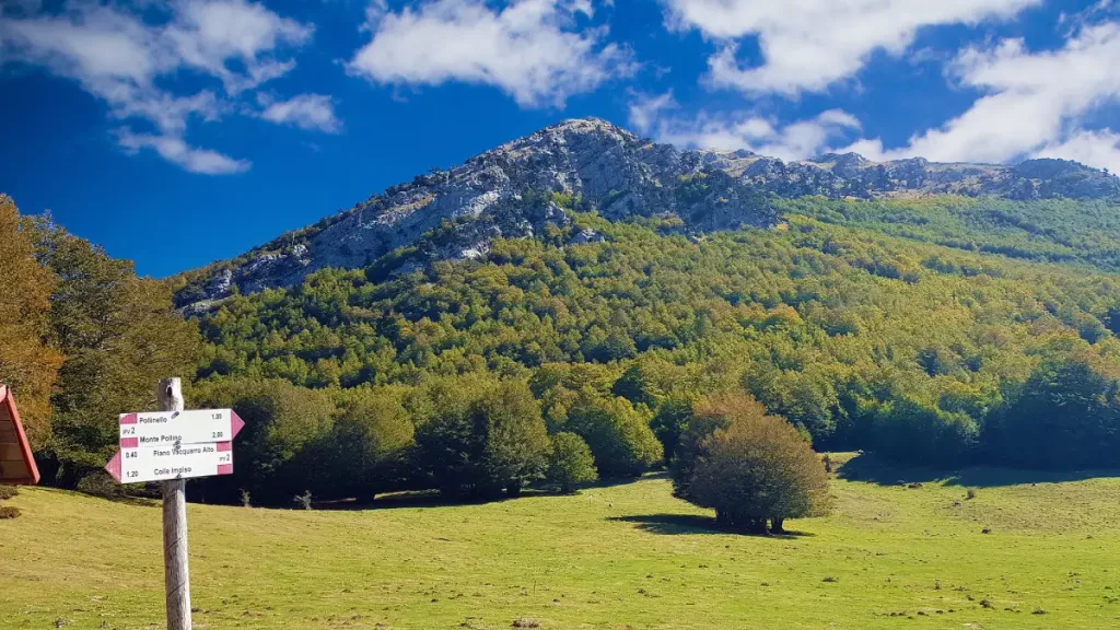 Panorama del Parco Nazionale del Pollino con i caratteristici pini loricati.