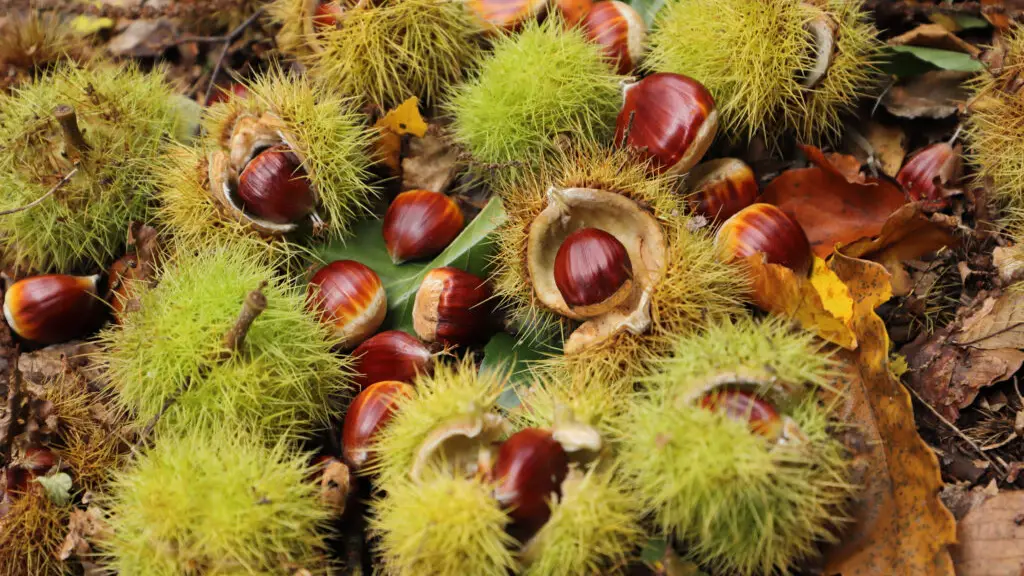 Mucchio di castagne fresche durante l'escursione Anello del Monte Cilora in Molise, organizzata dal CAI Isernia
