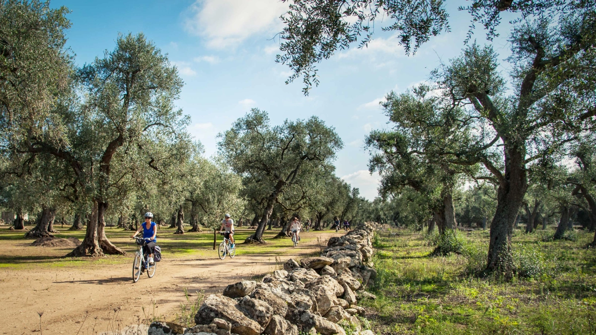 Ciclisti in escursione tra ulivi secolari a Colletorto durante evento CAI Campobasso in Molise