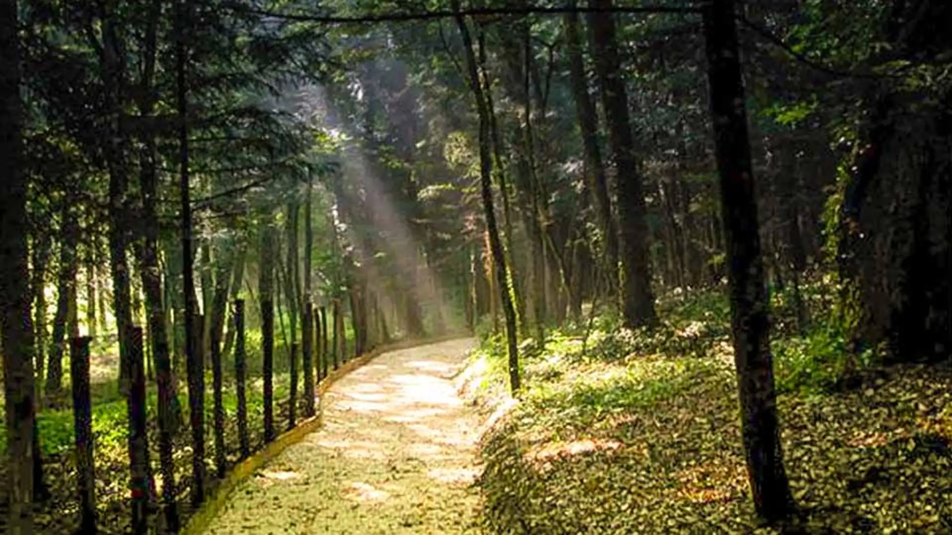Sentiero incantato nella Riserva MAB Montedimezzo con raggi di sole tra gli abeti vicino Vastogirardi – escursione CAI Isernia prima dei tradizionali Fuochi di Sant'Antonio Abate il 17 gennaio 2026