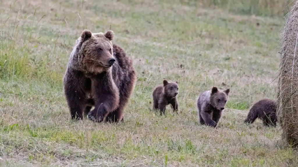 Esemplare di orsa con i suoi cuccioli nel loro habitat naturale.