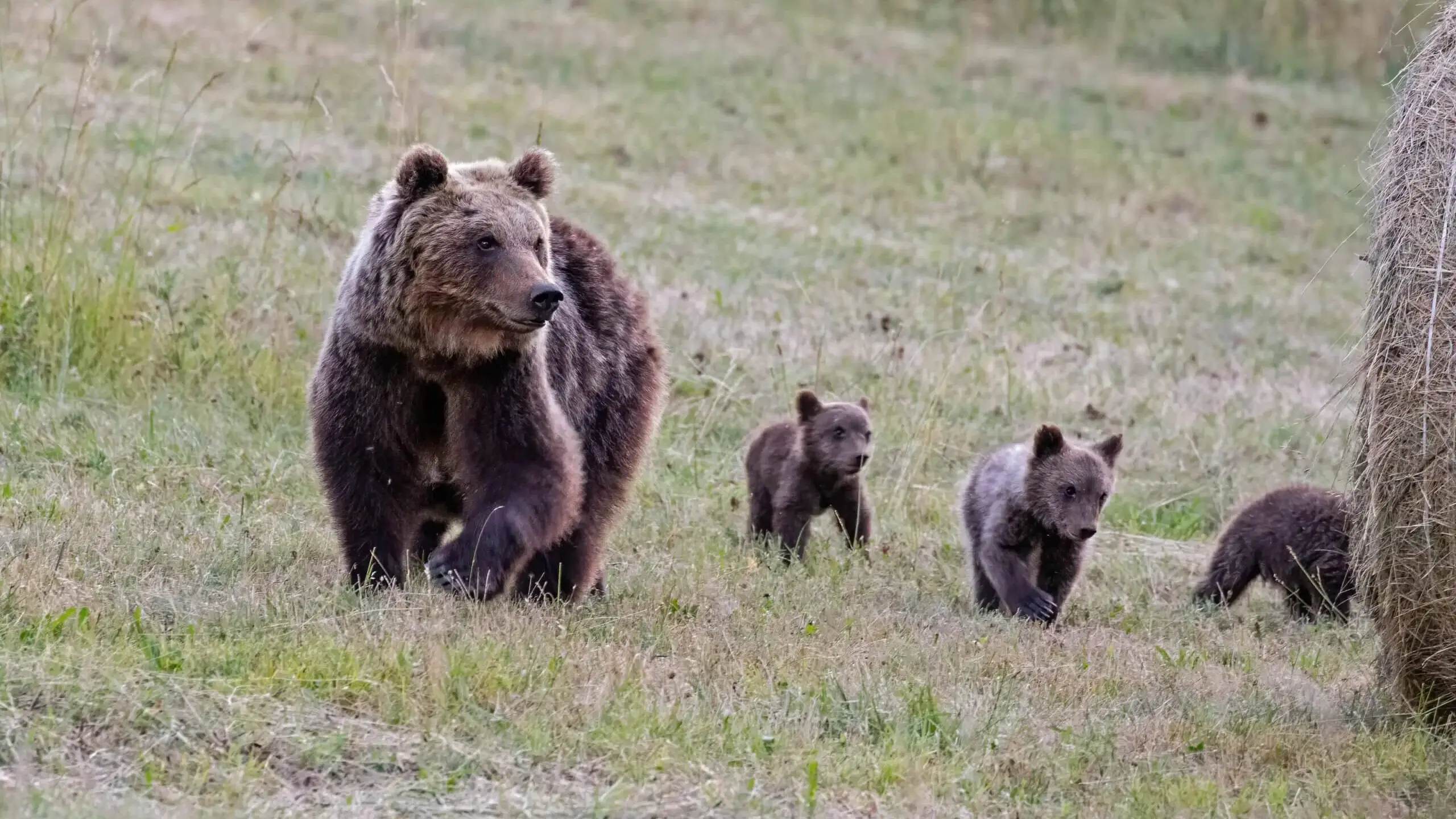 Esemplare di orsa con i suoi cuccioli nel loro habitat naturale.