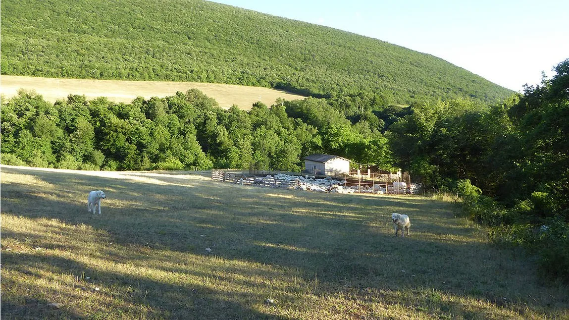 Paesaggio boschivo e montano nella zona di Coste Acqua dell'Olmo a Roccamandolfi.